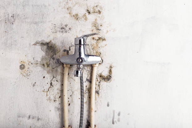 Best Fast Mold Removal  in Winchester, KY