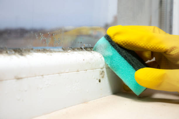 Best Mold Remediation  in Winchester, KY