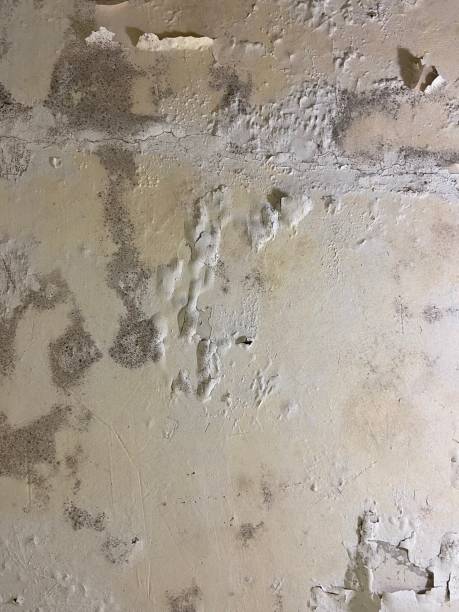 Best Black Mold Removal  in Winchester, KY