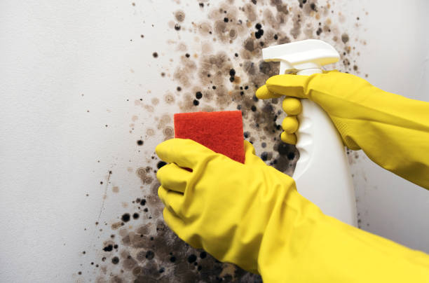 Home Mold Removal in Winchester, KY