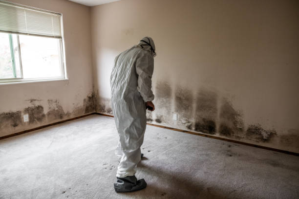Best Toxic Mold Removal  in Winchester, KY
