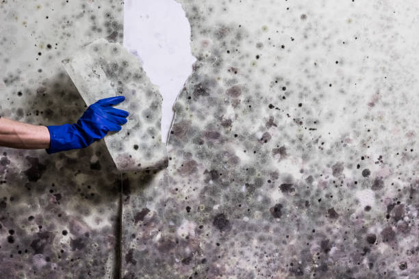 Certified Mold Removal in Winchester, KY