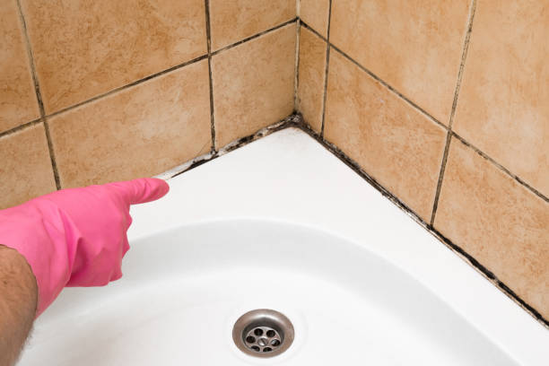 Best Mold Damage Repair  in Winchester, KY